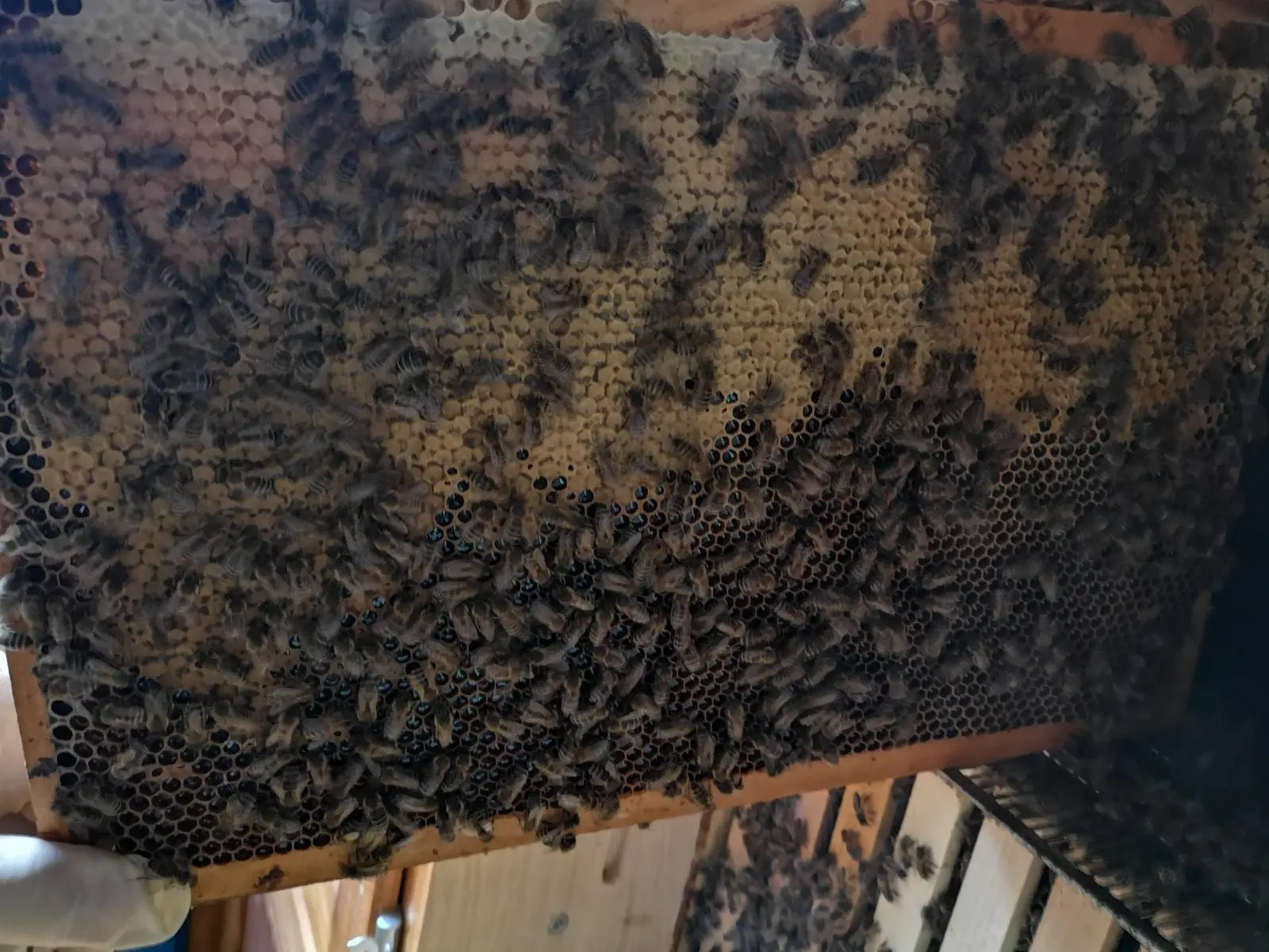 Utrinki iz čebelnjaka 34